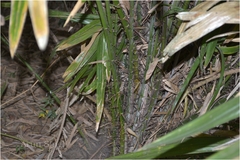 Calamus rotang